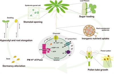 A win-win scenario for photosynthesis and the plasma membrane H+ pump